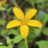 Chrysogonum virginianum